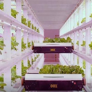 Agricultura vertical de contêineres de navegação com estufa comercial e design multi-span
