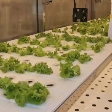Agricultura vertical de contêineres de navegação com estufa comercial e design multi-span