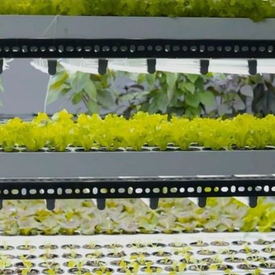 Agricultura vertical de contêineres de navegação com estufa comercial e design multi-span