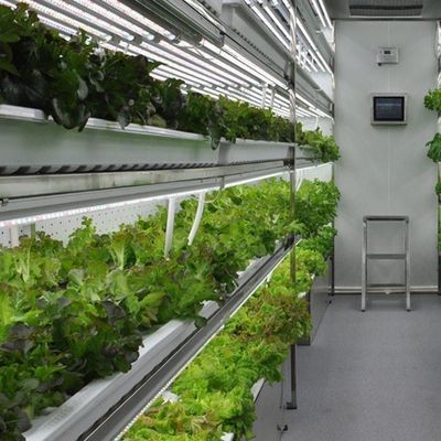 Agricultura vertical de contêineres de navegação com estufa comercial e design multi-span