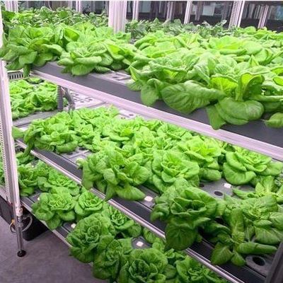 Agricultura vertical de contêineres de navegação com estufa comercial e design multi-span
