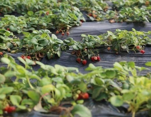 Moeda dos EUA Plantação comercial de tomate Estufas de luz solar para produção óptima de culturas