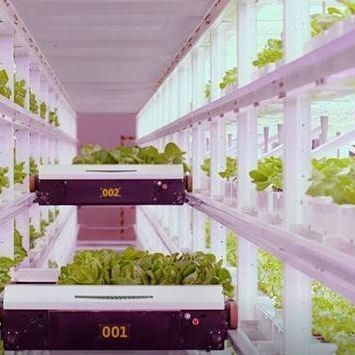 Estufas de contêineres de navegação para agricultura hidropónica vertical na indústria comercial