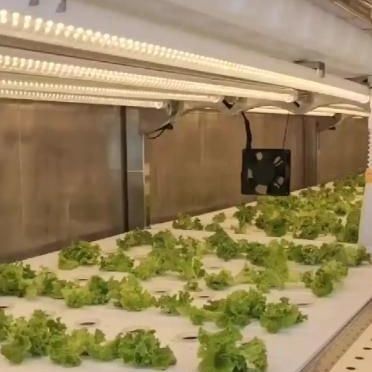 Estufas de contêineres de navegação para agricultura hidropónica vertical na indústria comercial