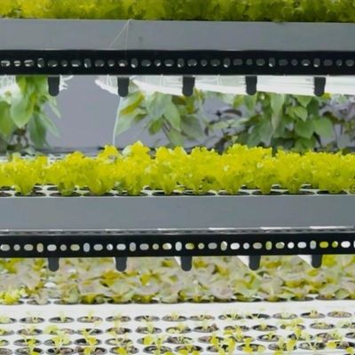 Estufas de contêineres de navegação para agricultura hidropónica vertical na indústria comercial
