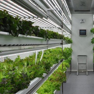 Container de cultivo hidropónico vertical para estufas comerciais