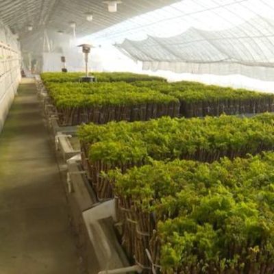 Sistema de irrigação optimizado para estufas de tomate com sol JX-SG-127