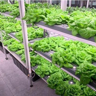 Estufas para agricultura vertical comercial com sistema hidropónico