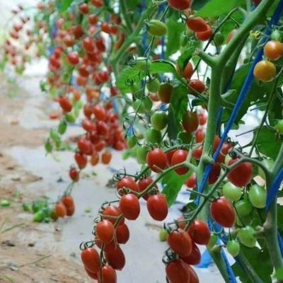 Aquecimento temporário Estufas de luz solar climatizadas para tomate e pepino