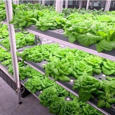Sistema hidropónico de vegetais Container Estufas para instalação de cultivo vertical JX-CG-103