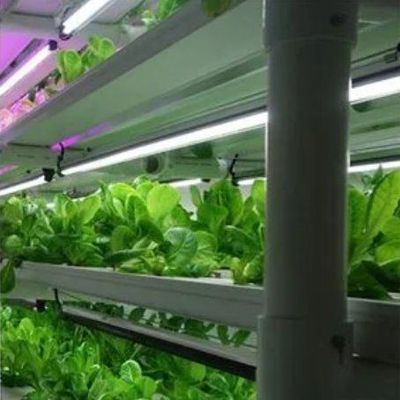 Sistema hidropónico de vegetais Container Estufas para instalação de cultivo vertical JX-CG-103
