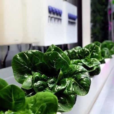 Sistema hidropónico de vegetais Container Estufas para instalação de cultivo vertical JX-CG-103
