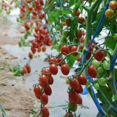 Estrutura de aço/estufa de luz solar com controlo de umidade de parede para a produção de vegetais