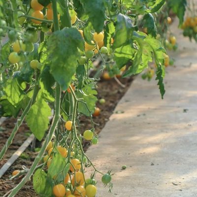 Juxiang Irrigação Automática Estufas de luz solar para vegetais Ventilação e sombreamento
