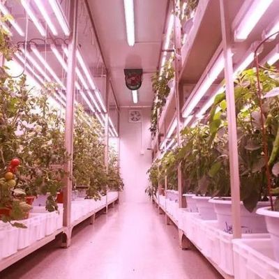 Frigorífico comercial versátil para agricultura hidropônica vertical em contentor de transporte