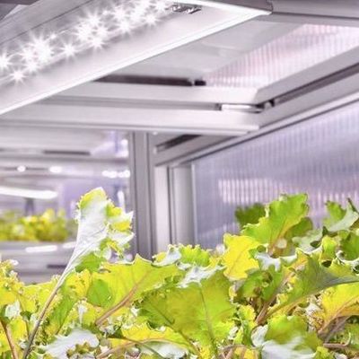 Frigorífico comercial versátil para agricultura hidropônica vertical em contentor de transporte
