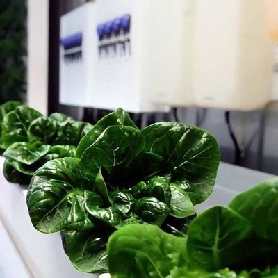 Frigorífico comercial versátil para agricultura hidropônica vertical em contentor de transporte