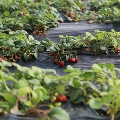 Sistema de irrigação luz solar estufa para vegetais moeda dos EUA e aquecimento temporário