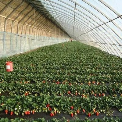 Estufas para o cultivo de tomate com luz solar e telhado arqueado
