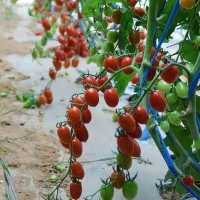 Estufas para o cultivo de tomate com luz solar e telhado arqueado