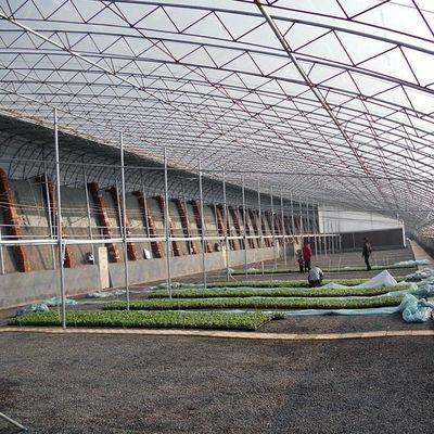 Estufas para o cultivo de tomate com luz solar e telhado arqueado