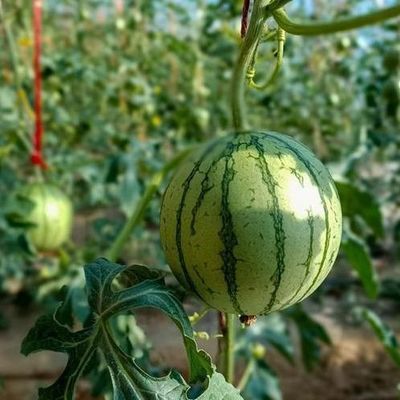 Estufas de dupla camada para cultivo de vegetais e produção temporária de aquecimento