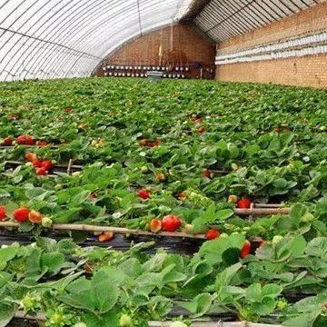 Estufas de dupla camada para cultivo de vegetais e produção temporária de aquecimento