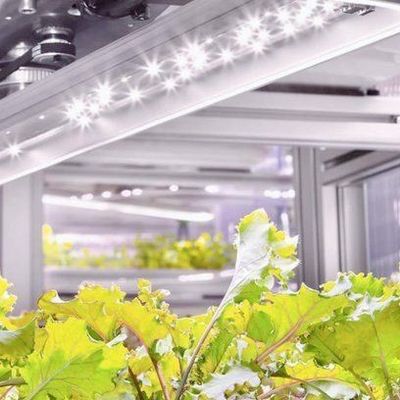 Agricultura vertical Hidroponia Estufas em 40HQ Container Reefer com estrutura de aço