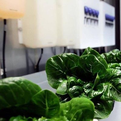 Agricultura vertical Hidroponia Estufas em 40HQ Container Reefer com estrutura de aço