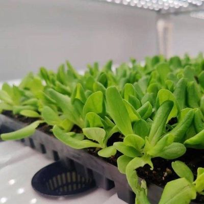 Agricultura vertical Hidroponia Estufas em 40HQ Container Reefer com estrutura de aço