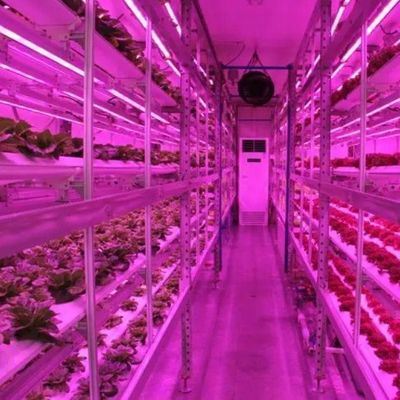 Agricultura vertical Hidroponia Estufas em 40HQ Container Reefer com estrutura de aço