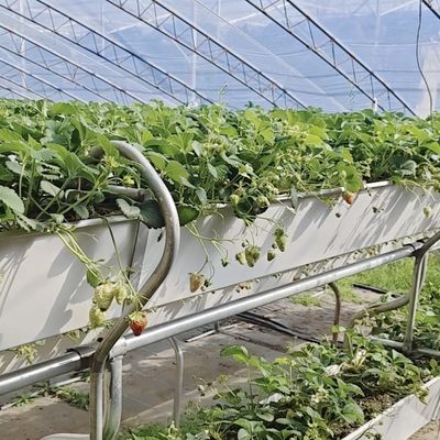 Alimentação de tomate com custo de envio e design