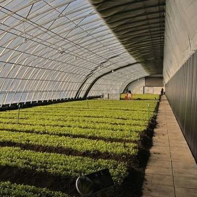 Alimentação de tomate com custo de envio e design