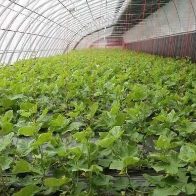 Alimentação de tomate com custo de envio e design