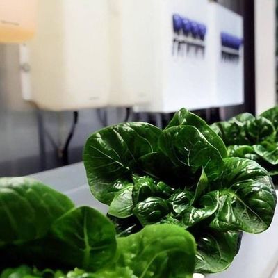 Container de agricultura vertical Estufas com características hidropónicas Design de telhado em forma
