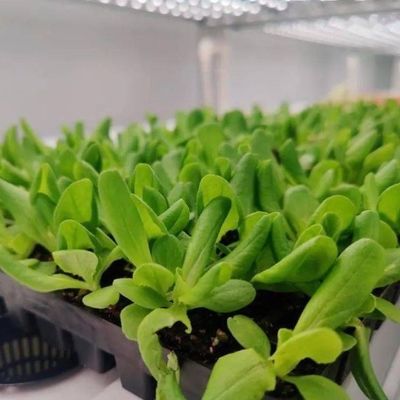 Container de agricultura vertical Estufas com características hidropónicas Design de telhado em forma