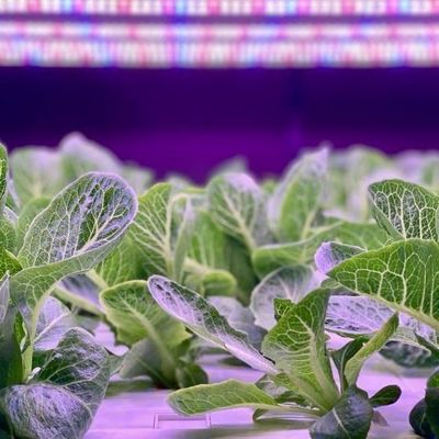 Container de agricultura vertical Estufas com características hidropónicas Design de telhado em forma