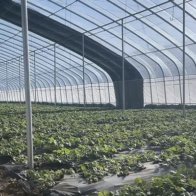 Estufas de luz solar de vegetais avançados com controle de umidade e crescimento óptimo das plantas