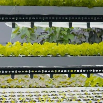 Estufas de grandes contêineres para transporte marítimo para sistemas de cultivo hidropónico vertical