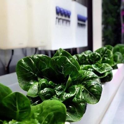 Estufas de grandes contêineres para transporte marítimo para sistemas de cultivo hidropónico vertical