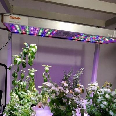 Estufas de grandes contêineres para transporte marítimo para sistemas de cultivo hidropónico vertical