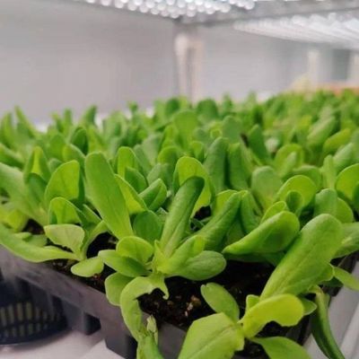 Estufas de grandes contêineres para transporte marítimo para sistemas de cultivo hidropónico vertical