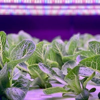 Estufas de grandes contêineres para transporte marítimo para sistemas de cultivo hidropónico vertical