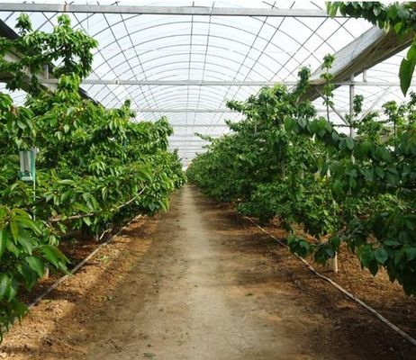 Tecnologia de cultivo hidropônico vertical revolucionária para estufas de contêineres