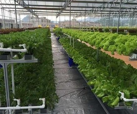 Tecnologia de cultivo hidropônico vertical revolucionária para estufas de contêineres
