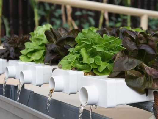 Tecnologia de cultivo hidropônico vertical revolucionária para estufas de contêineres