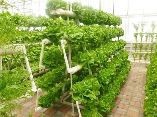 Tecnologia de cultivo hidropônico vertical revolucionária para estufas de contêineres