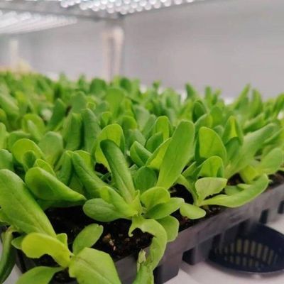 Estufas de contêineres de agricultura vertical com inovação hidropônica em moeda dos EUA