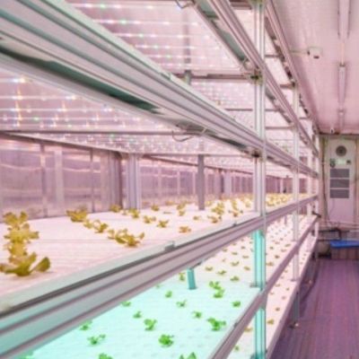 Estufas de contêineres de agricultura vertical com inovação hidropônica em moeda dos EUA