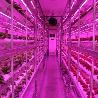 Estufas de contêineres de agricultura vertical com inovação hidropônica em moeda dos EUA
